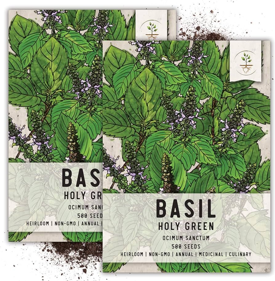 Seed Needs, Holy Basil/Tulsi Herb Seeds for Planting (Ocimum Sanctum) Heirloom, Non-GMO & Untreat... | Amazon (US)