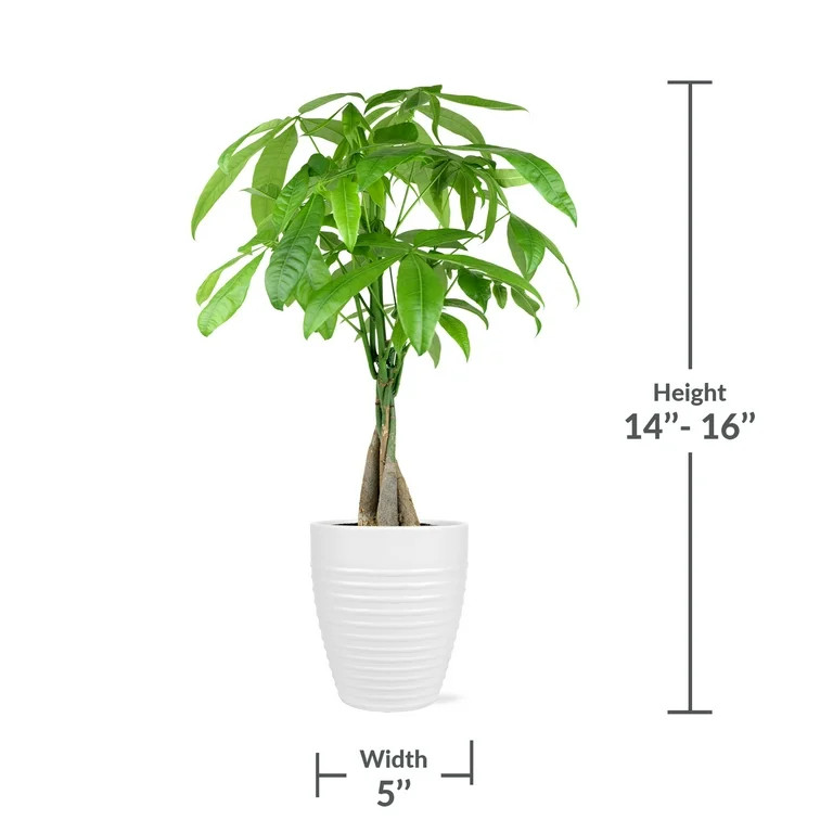 Just Add Ice 14" Tall Money Tree Live Plant in 5" Decorative Fiber Clay Pot, House Plant | Walmart (US)