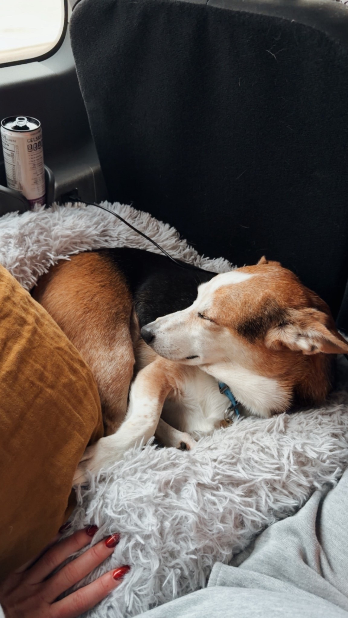 Gift ideas for dog lovers 

#LTKGiftGuide #LTKHoliday #LTKHome