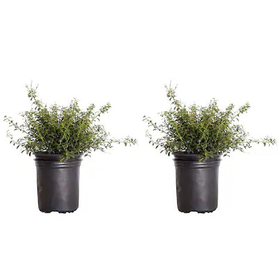 Soft Touch Japanese Holly Foundation/Hedge Shrub in 2.5-Quart Pot 2-Pack | Lowe's