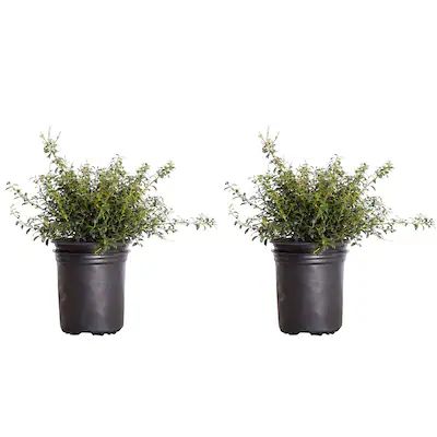 Soft Touch Japanese Holly Foundation/Hedge Shrub in 2.5-Quart Pot 2-Pack | Lowe's