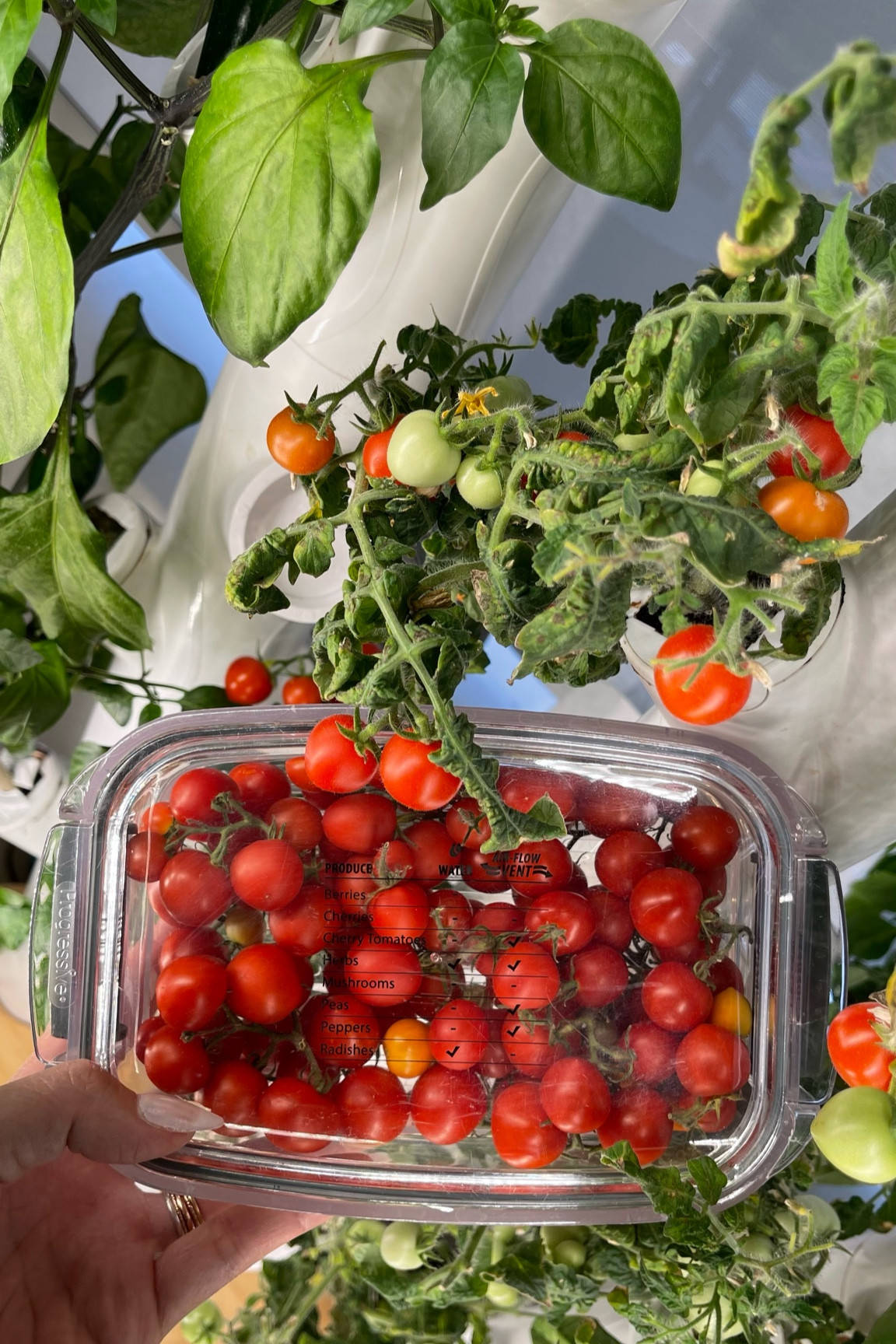 We keep the produce harvested from our gardyn (indoor hydroponic garden growing system) stored fresh in produce containers that are designed to keep fruits and veggies fresh longer! The Small Berry sized produce keeper shown here is big enough for today’s Cherry tomato harvest.  Any more than that and I’d have to size up to the Medium Veggie sized pro keeper.  

We have a few of these to help us keep things like grape tomatoes, berries, blueberries, strawberries, etc fresh. You can even store cut fruit in there! 

Each clear produce storage container has air flow vents that can be opened or closed a snap-on water tray on the bottom to help maintain ideal conditions your fruits or vegetables. The lid gives examples of items and you whether you’d open or close the vent and whether to add water to the tray, take the guess work out!  For tomatoes i like to open the vents and leave the drip tray off all together and store on the counter  

Wash first or wash when you’re ready to use, you decide. The containers have colander bottoms to help you strain off any excess water and the drip tray keeps your fridge dry. 

#LTKHome #LTKFindsUnder50 #LTKFamily