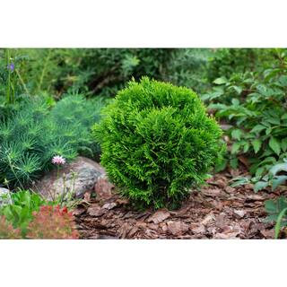 BELL NURSERY 1 Gal. Thuja Danica (Globe) Live Evergreen Shrub THUJA1DAN1PK - The Home Depot | The Home Depot