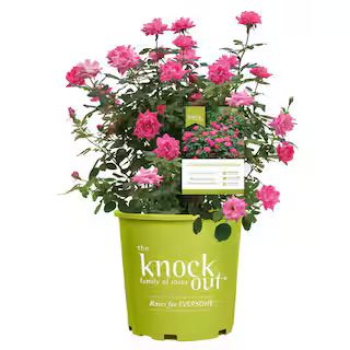 1 Gal. Pink Double Knock Out Rose Bush with Pink Flowers | The Home Depot