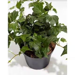 LIVELY ROOT 6 in. Green English Ivy (Hedera helix) Plant in Grower Pot LRGRNIVY6 | The Home Depot
