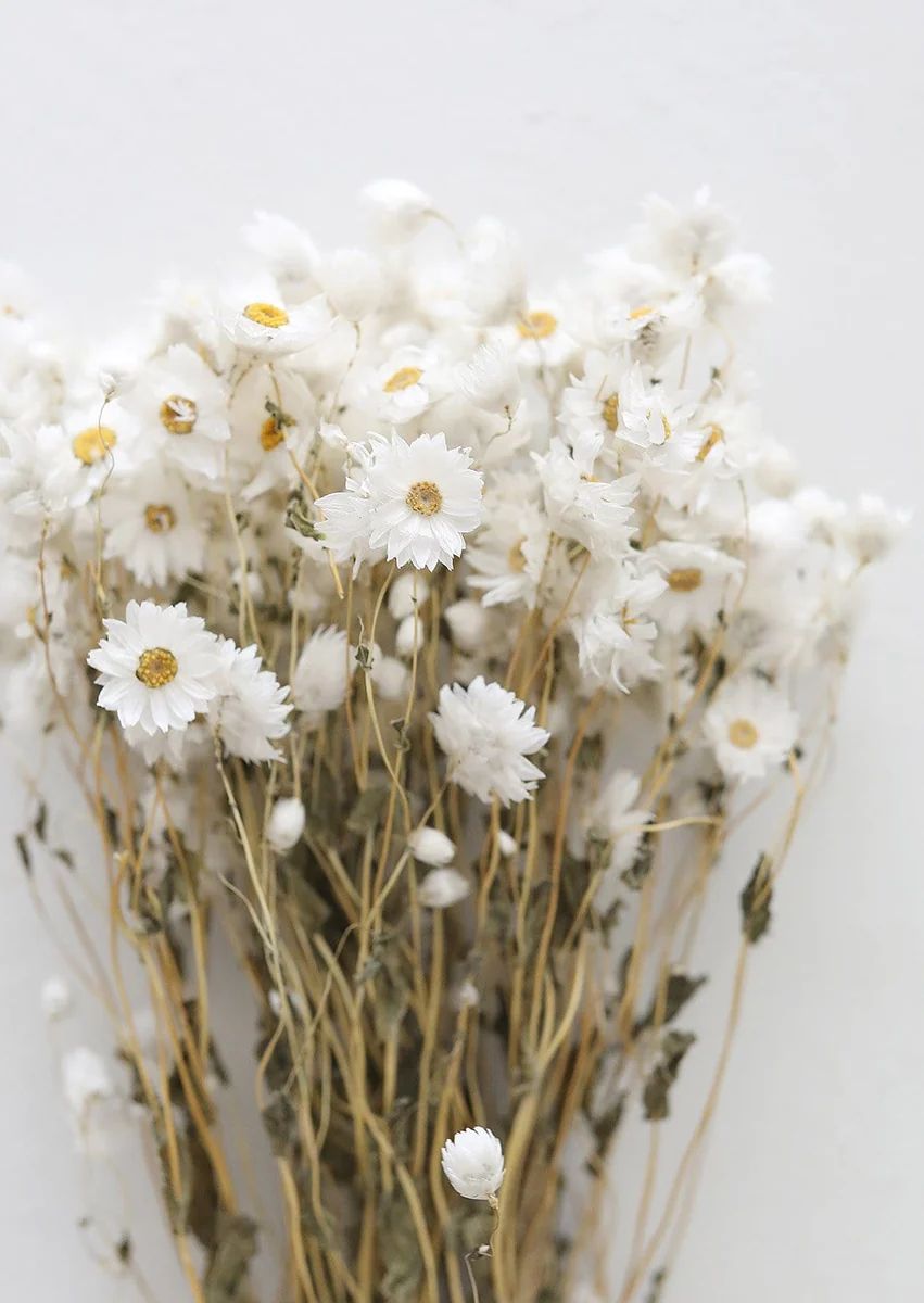 White Preserved Rodanthe Flowers - 22-28" | Afloral (US)