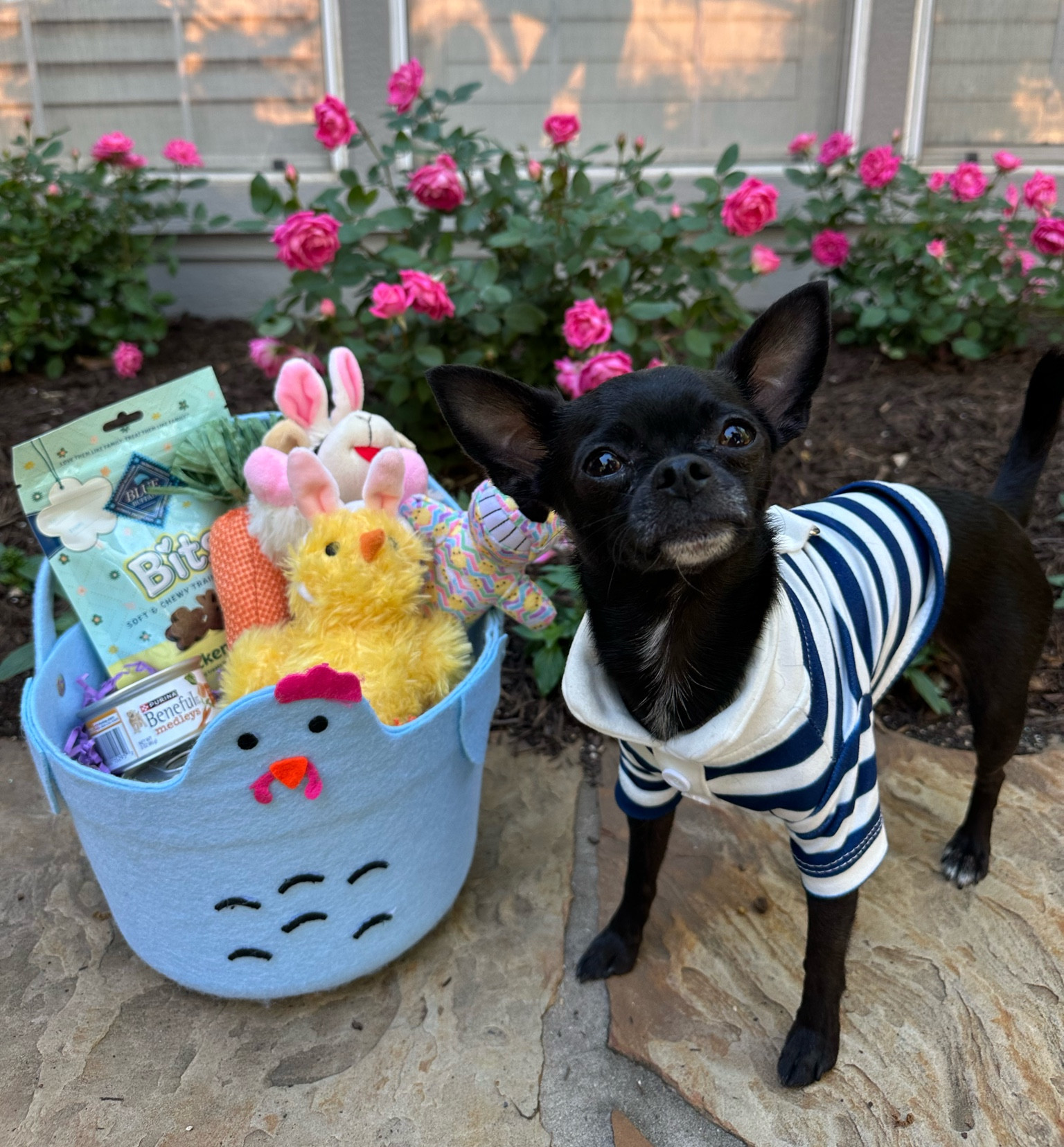 The perfect treat basket for your dog! The best pet Easter basket ever! All best toys for your pet! 

#LTKPets #LTKBaby #LTKGiftGuide
