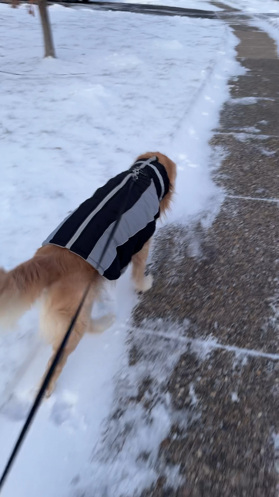 I gifted my Dog Snow winter coat 🐾❄️ ( size xxl , champ is 8 years old 🧿

#LTKWatchNow #LTKFamily #LTKBaby