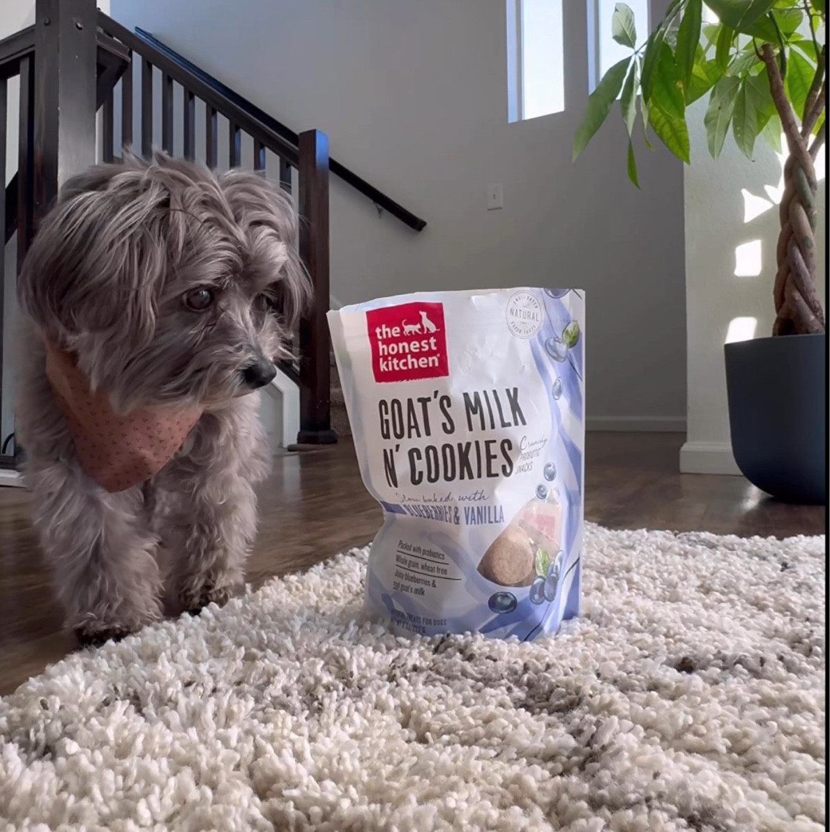 Treat your pet this Valentine’s Day with the best cookies from Honest Kitchen! Soph loves the blueberry & the pumpkin flavors - makes training a breeze!

#LTKFindsUnder50 #LTKMostLoved #LTKPets