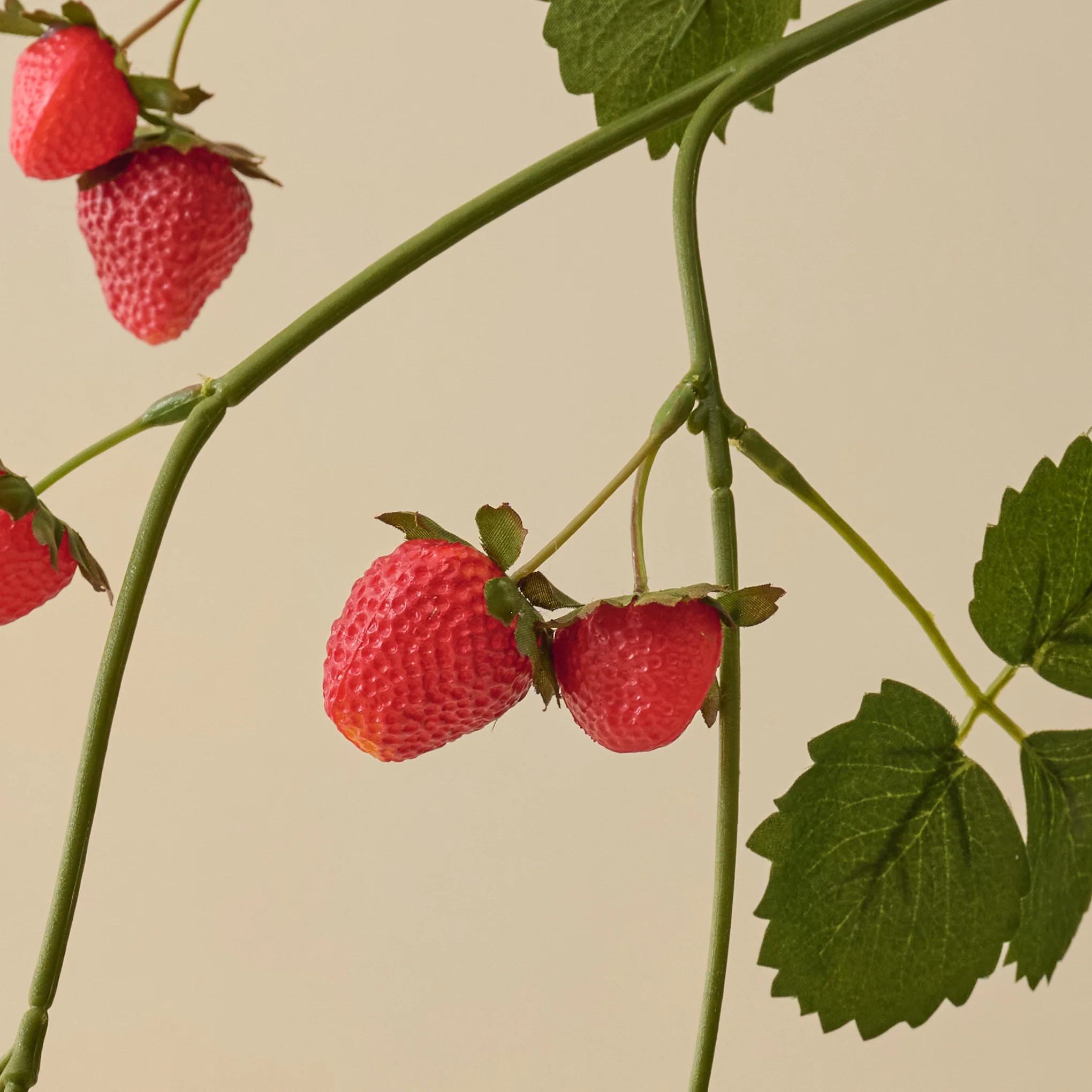Strawberry Vine | Magnolia