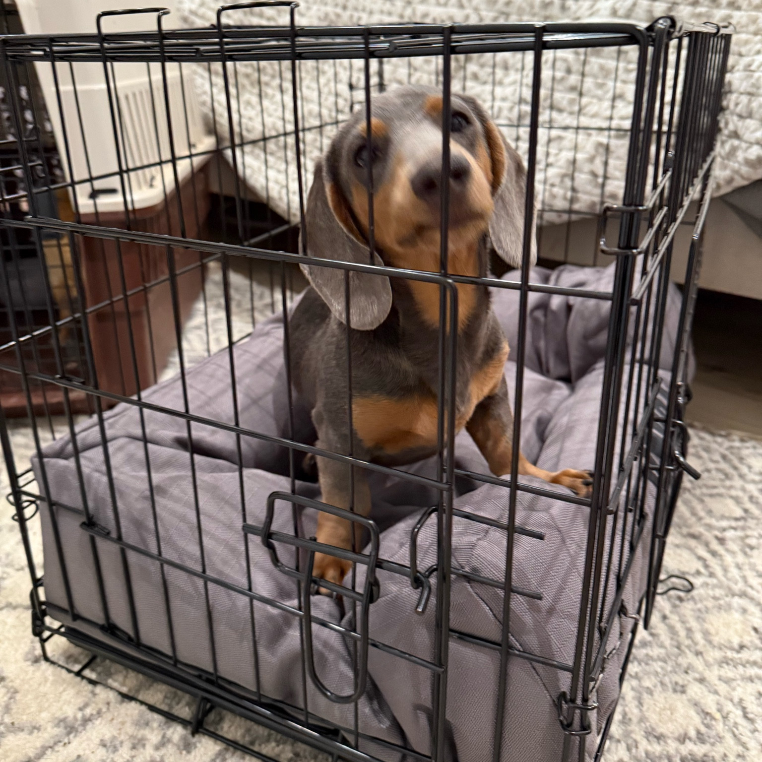 Dash got a new bed today too 🩶

#LTKHome #LTKFindsUnder50 #LTKSaleAlert
