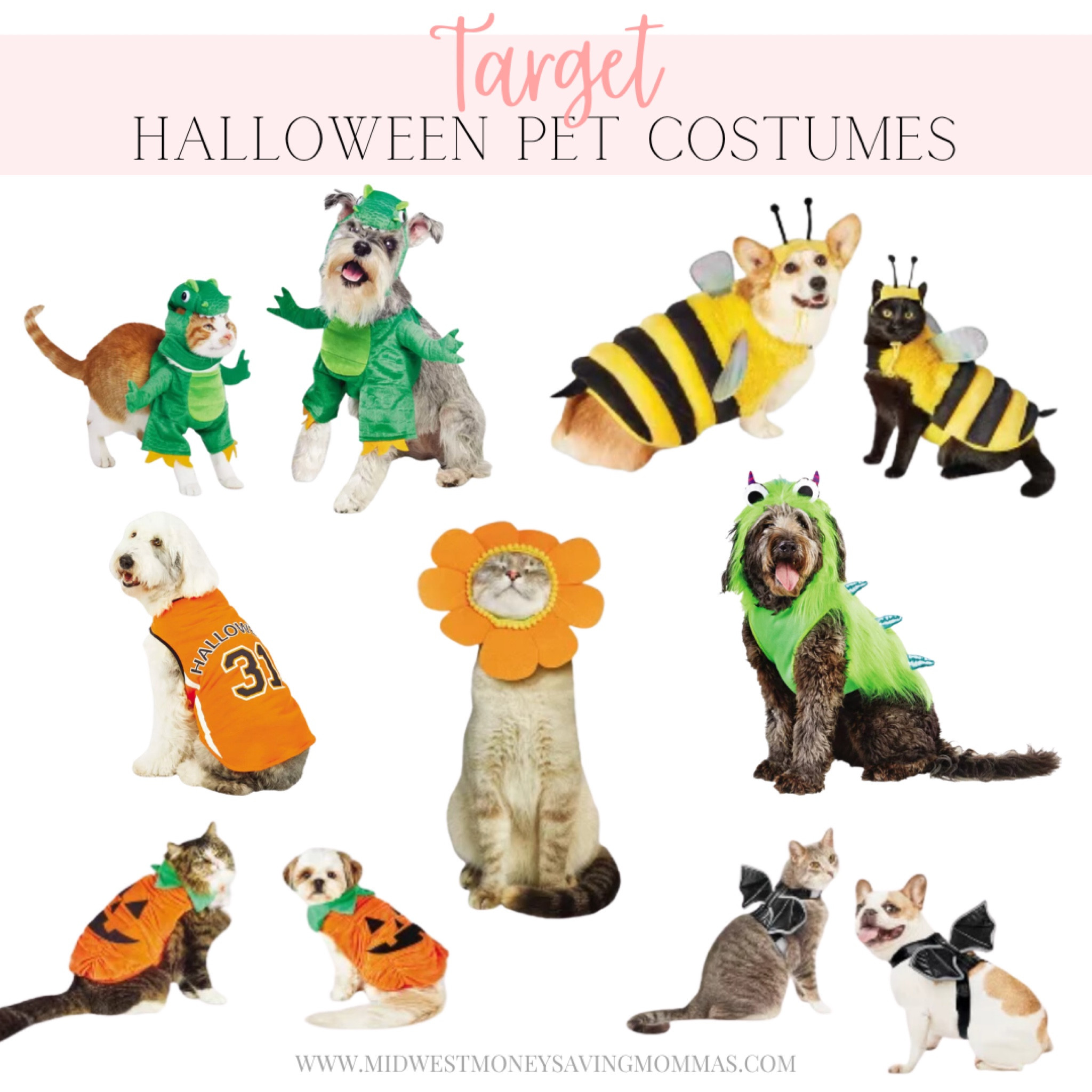 Halloween Pet Costumes 

Trick or treat  holiday  pets 

#LTKstyletip #LTKSeasonal