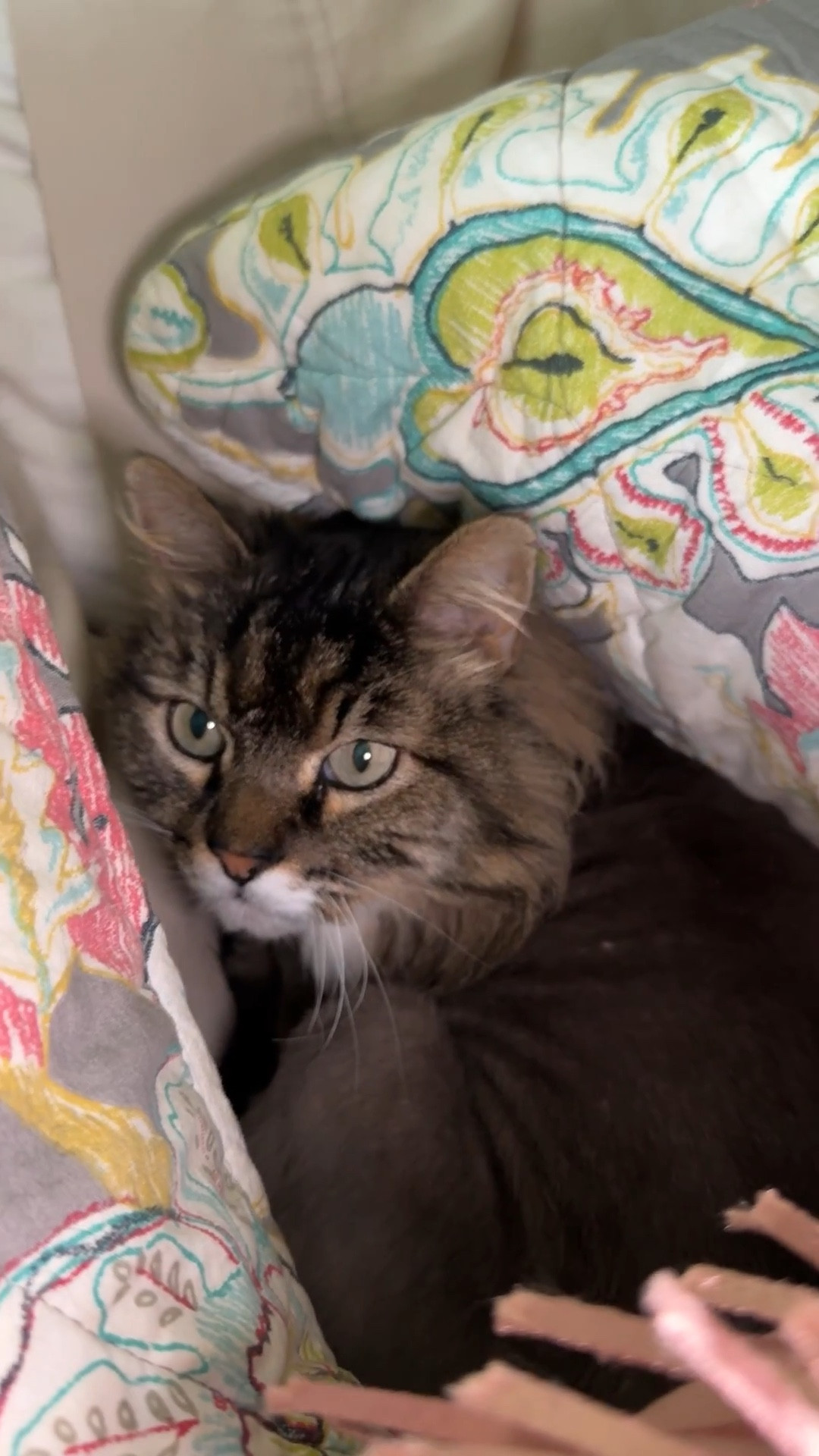 We have a cat.
I love this cat.
She has made me a cat lover

Do you love cats?


#LTKstorytime #LTKHome #LTKOver40