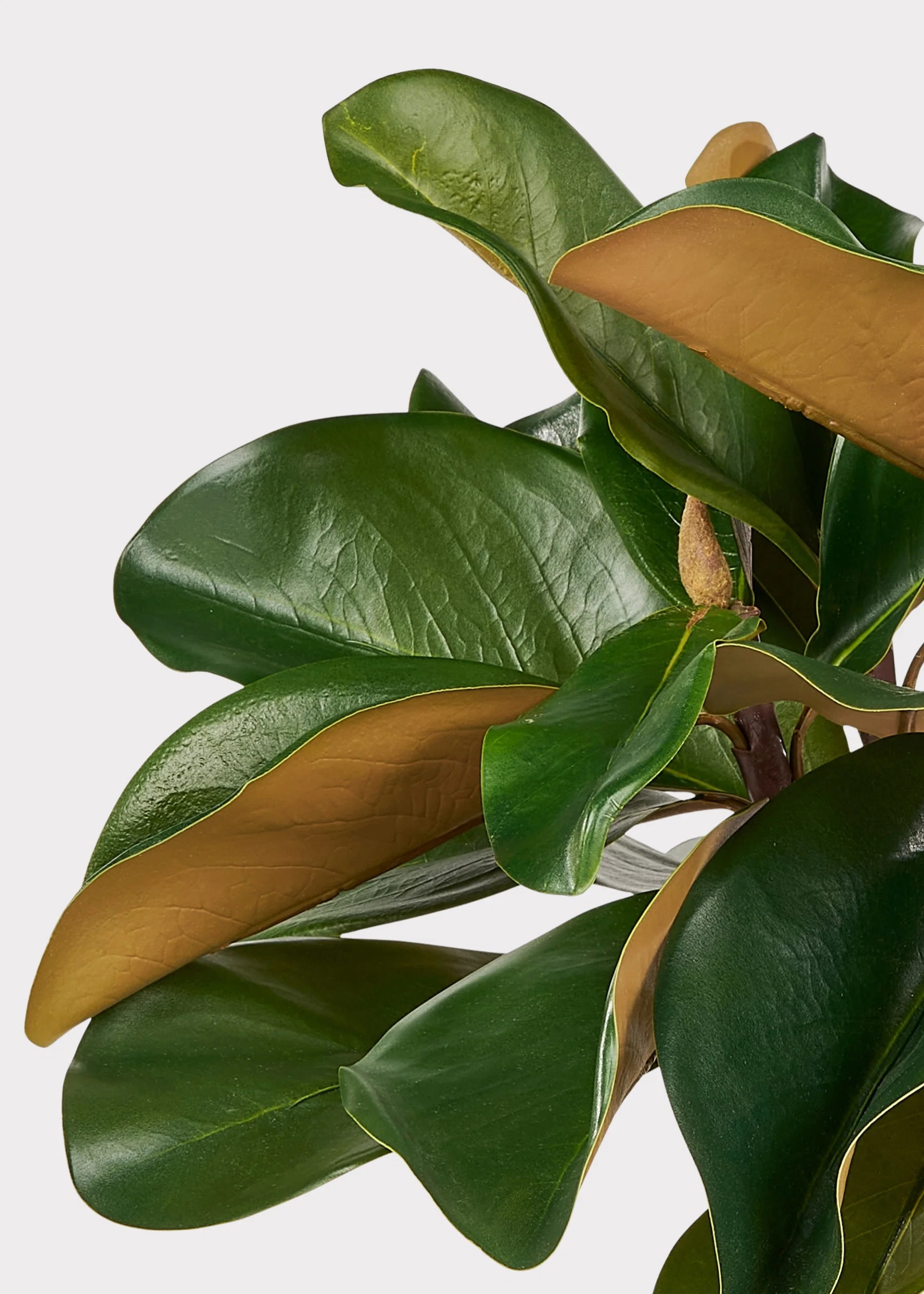 Artificial Magnolia Leaf Bundle | Realistic Faux Leaves at Afloral | Afloral
