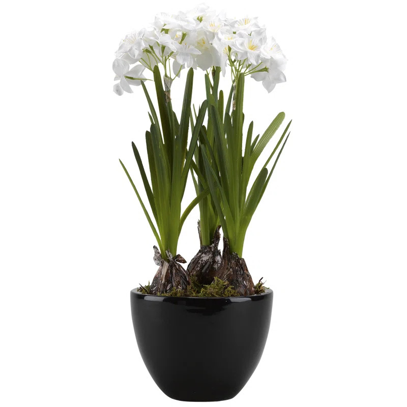 Orren Ellis Paperwhite Bulbs in Floor Floral Arrangement in Planter & Reviews | Wayfair | Wayfair North America