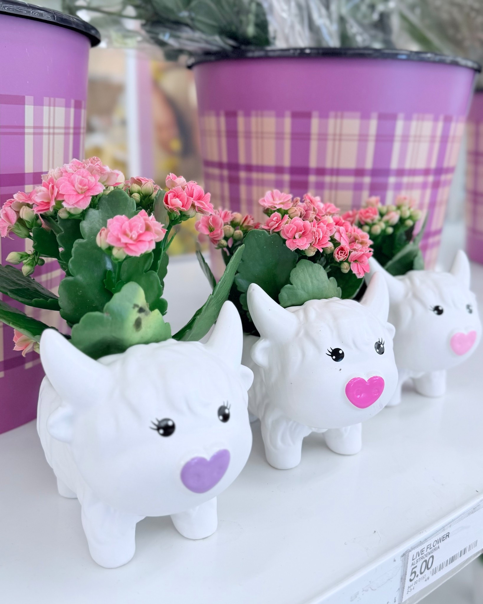 Target ✨ mini highland cow plants 

#LTKHome #LTKSeasonal #LTKMothersDay