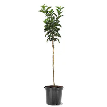 Southern Planters 5 -Gallon Fruit Red Delicious Apple In pot (with soil) | Lowe's