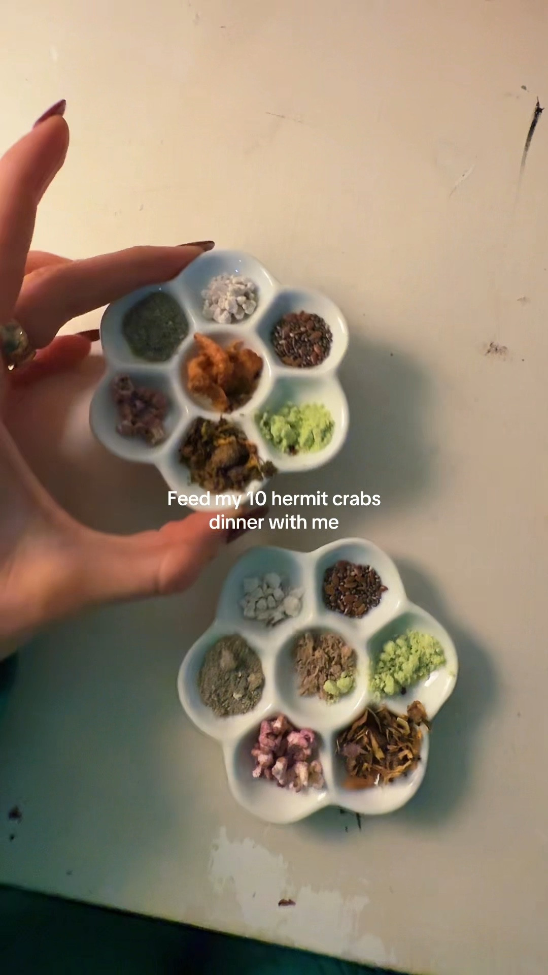 Dinner for the hermit crabs!