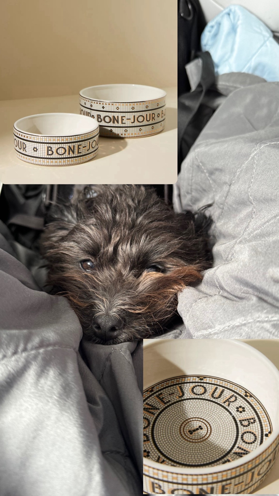 The cutest pet bowls from Anthropologie! 

#LTKPets #LTKHome