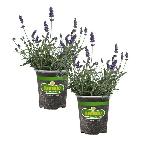 Bonnie Plants Lavender, 19.3 oz., Live Plant | Walmart (US)