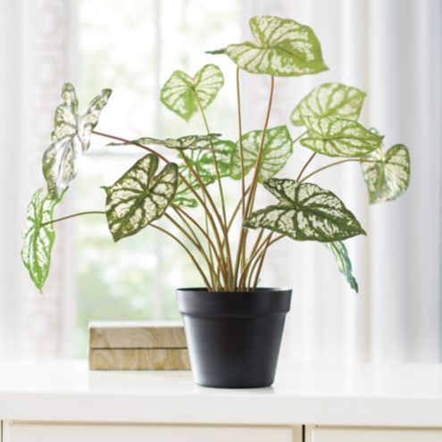 Faux Potted Dasheen Leaf | Ballard Designs, Inc.