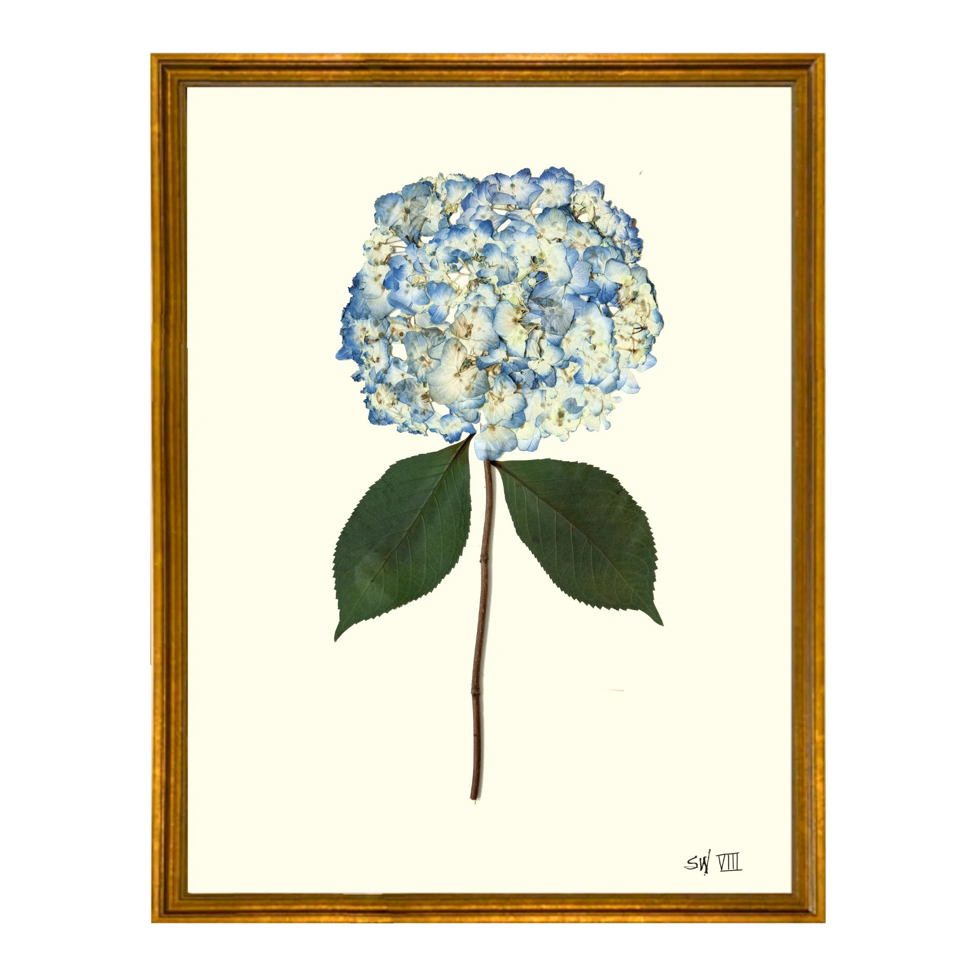 Pressed Hydrangea Print by Sandy Whitaker | Perigold
