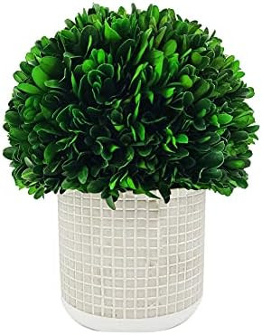 Galt International - Natural Preserved Boxwood Topiary in Cement Pot - Real Preserved Plant and T... | Amazon (US)