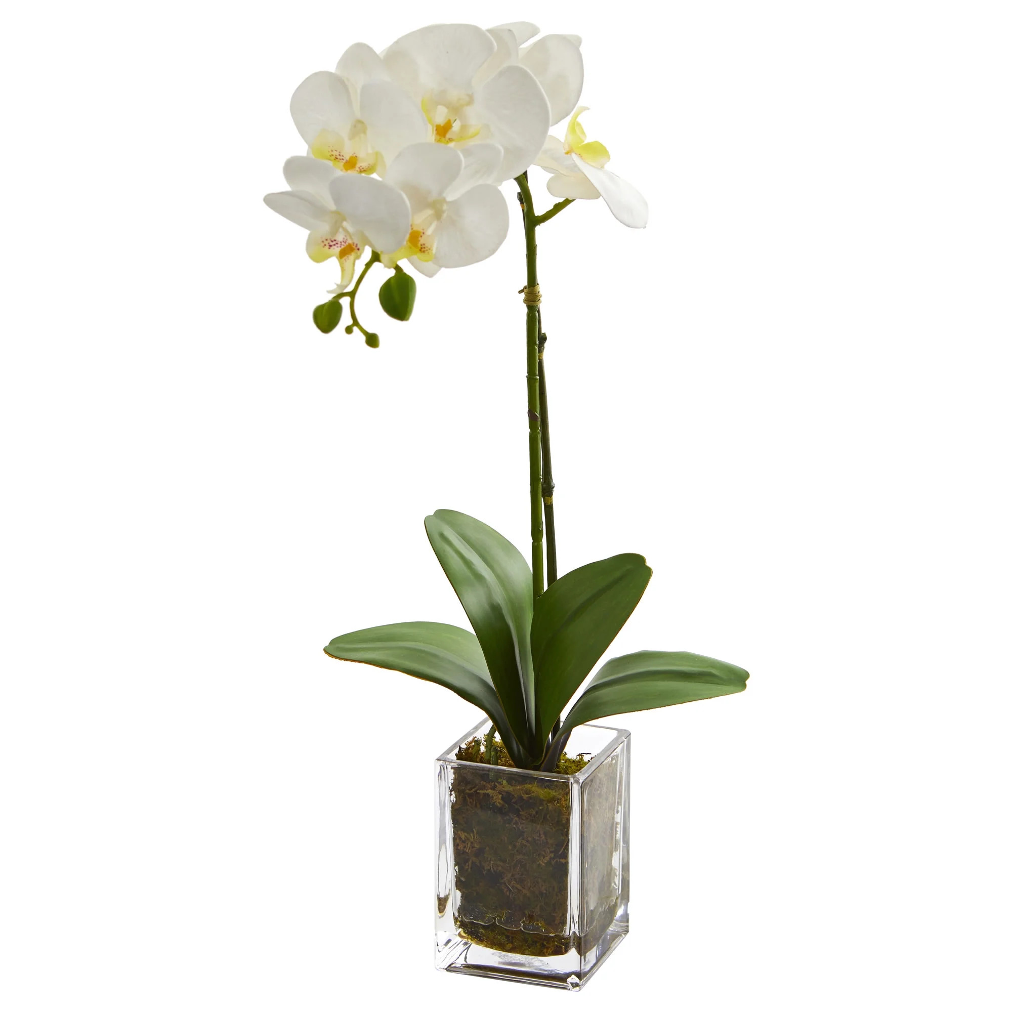 Nearly Natural 24" Orchid Phalaenopsis Artificial Flower Arrangement in Vase, Cream - Walmart.com | Walmart (US)