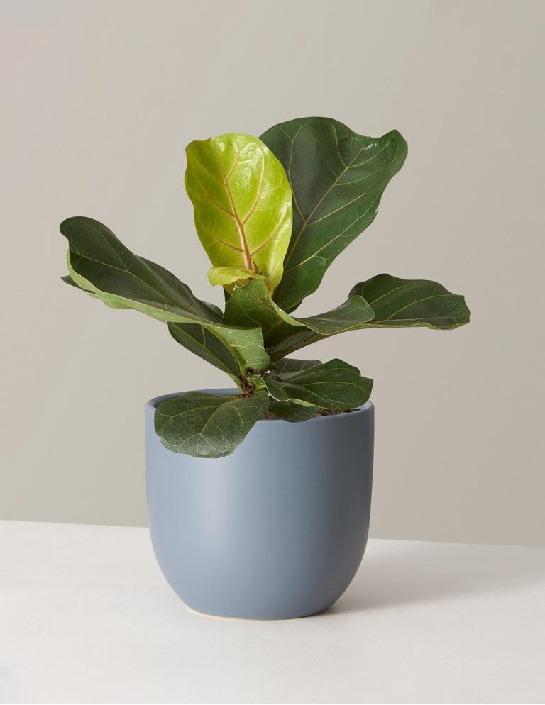 Fiddle Leaf Fig | The Sill
