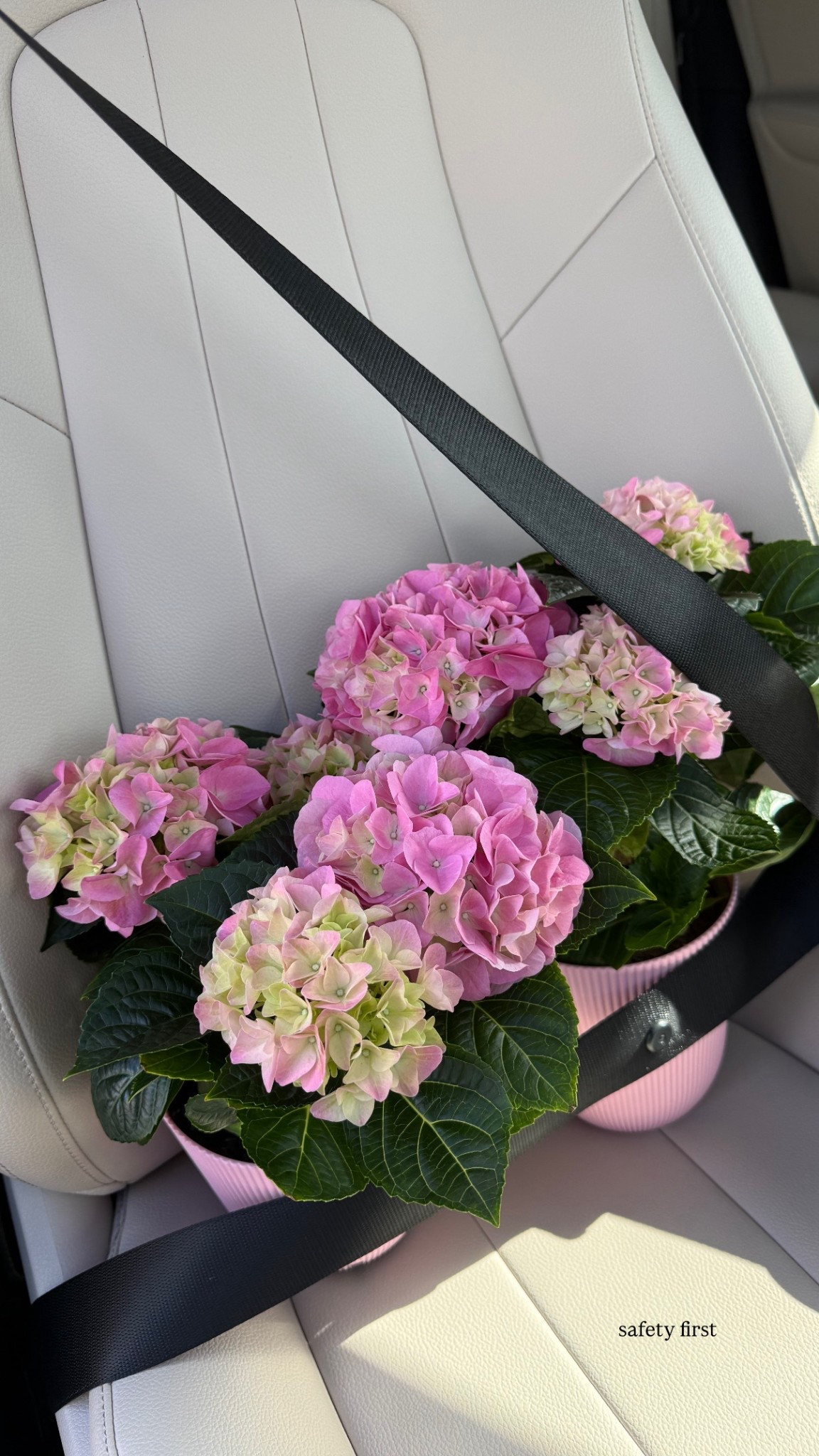 I do love hydrangeas, soooo…..safety first! I got these for a friend who could use some cheering up. They’re little cuties! 🩷

#hydrangeas #pinkhydrangeas #springflowers #containergarden #containergardening #springvibes #springdecor

#LTKSeasonal #LTKHome