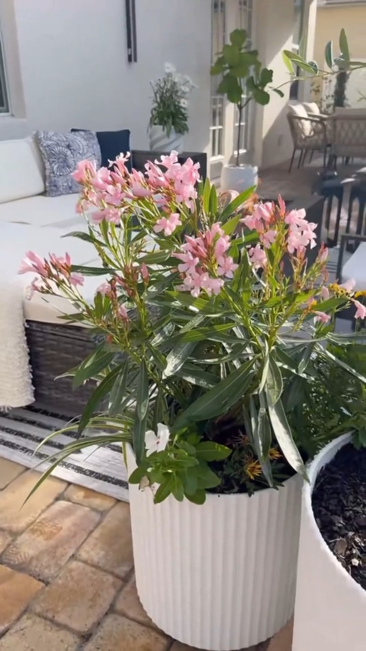 These white ribbed planters are the perfect neutral touch for any outdoor space 🤍
Minimal🌿☀️🤍

#LTKHome #LTKmomlife #LTKSeasonal