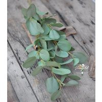 1 Stem Silk Leaf Artificial Eucalyptus Faux Eucalyptuses Silver Dollar Dusty Green Wedding Bouquet C | Etsy (US)