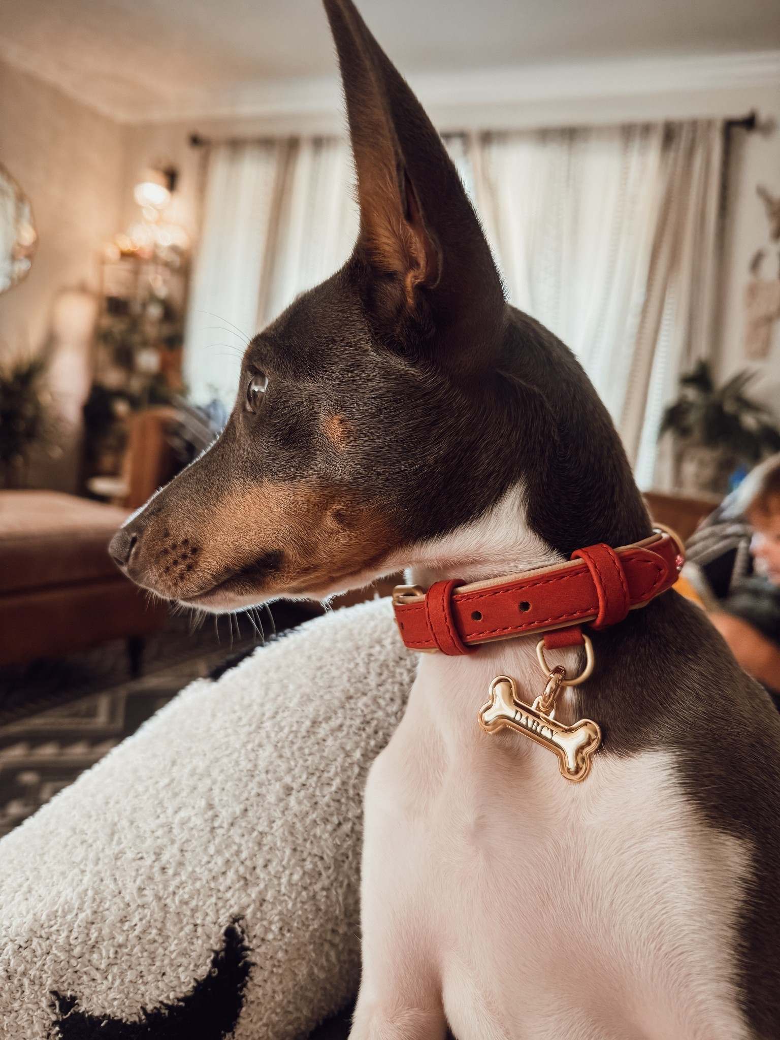 Cutest dog tag and high quality collar with matching leash under $25!


#LTKPets #LTKFindsUnder50 #LTKSaleAlert