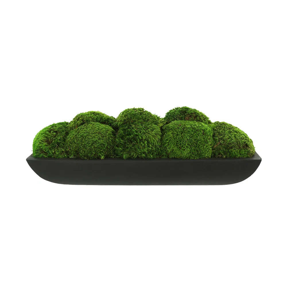 Primrue Preserved Moss Arrangement In Oblong Planter | Wayfair | Wayfair North America