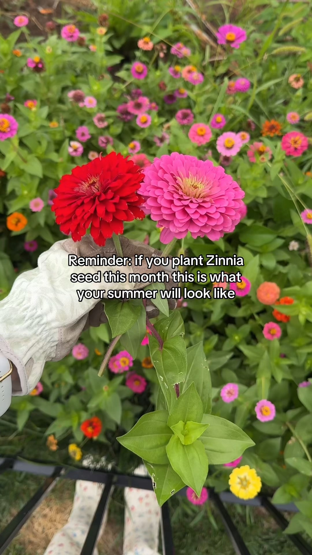 It’s gardening season and these zinnia were my favorite project last year!🌷 They gave us stunning blooms all summer long (once you cut a flower it re-blooms), plus they are the easiest flowers to grow and maintain!

The seeds are from Amazon, simply scatter the seeds and cover in soil then water! In 2 months you will have endless flowers!

#LTKHome