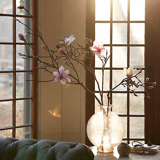 Tulip Magnolia Branches | Terrain