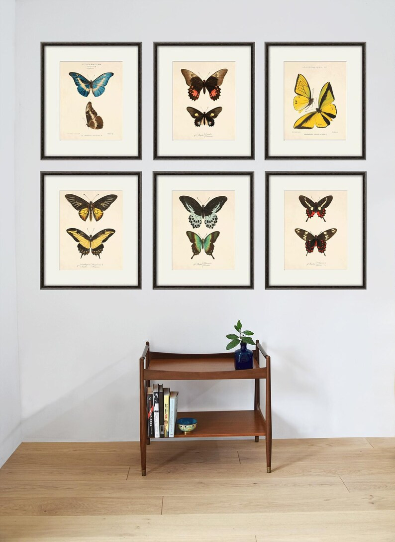 Antique Butterfly Art Butterfly Print Set Natural History Art Old Prints Antique Prints Victorian... | Etsy (US)