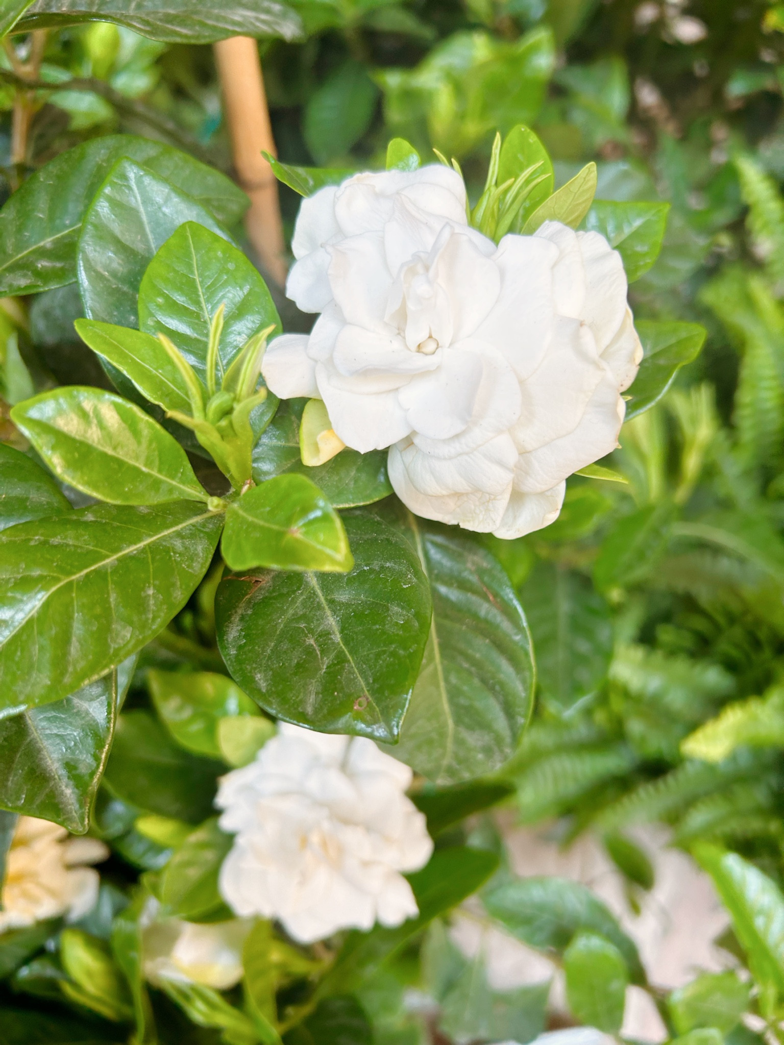 Abi Preference Round Dresses 