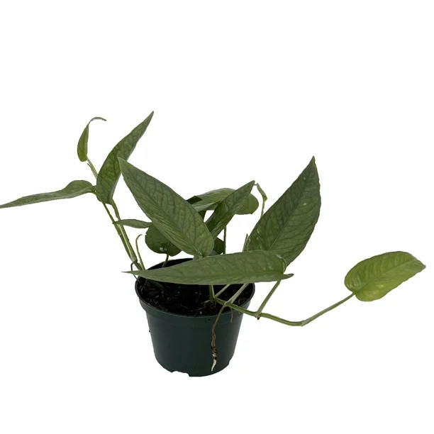 Rare Cebu Blue Pothos - Epipremnum Pinnatum - 4" Pot | Walmart (US)