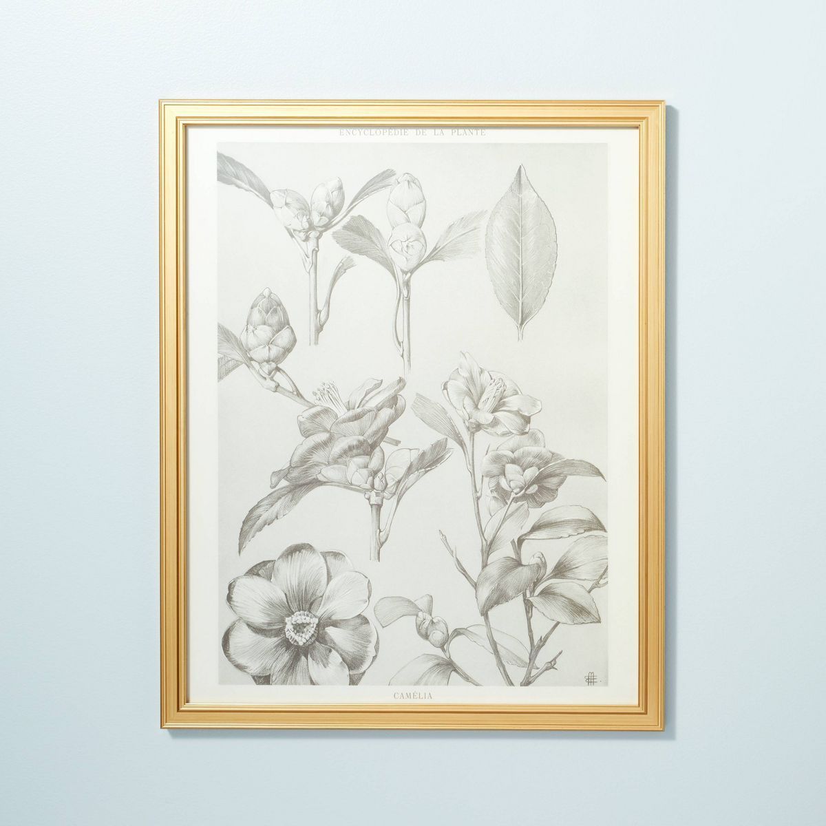 24"x30" Botanical Sketch Framed Wall Art - Hearth & Hand™ with Magnolia | Target