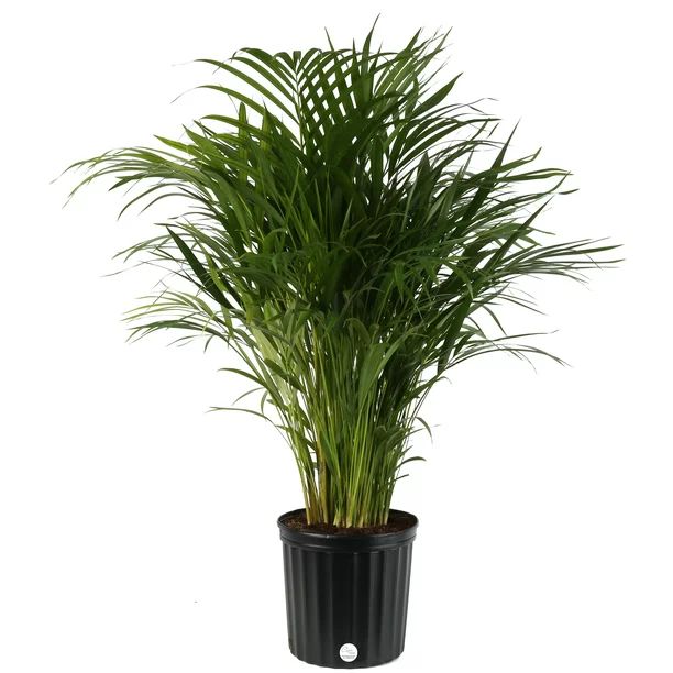 Costa Farms Live Indoor 3ft Tall Green Areca Palm Tree, Indirect Sunlight, Plant in 10in. Grower ... | Walmart (US)