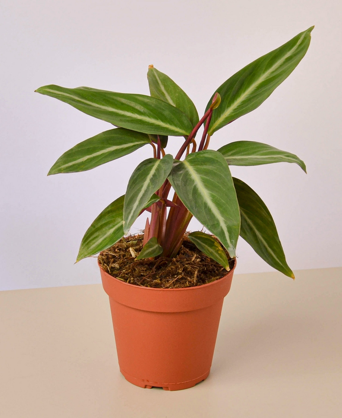 Stromanthe Sanguinea Live Plant, 4" Pot | Macy's