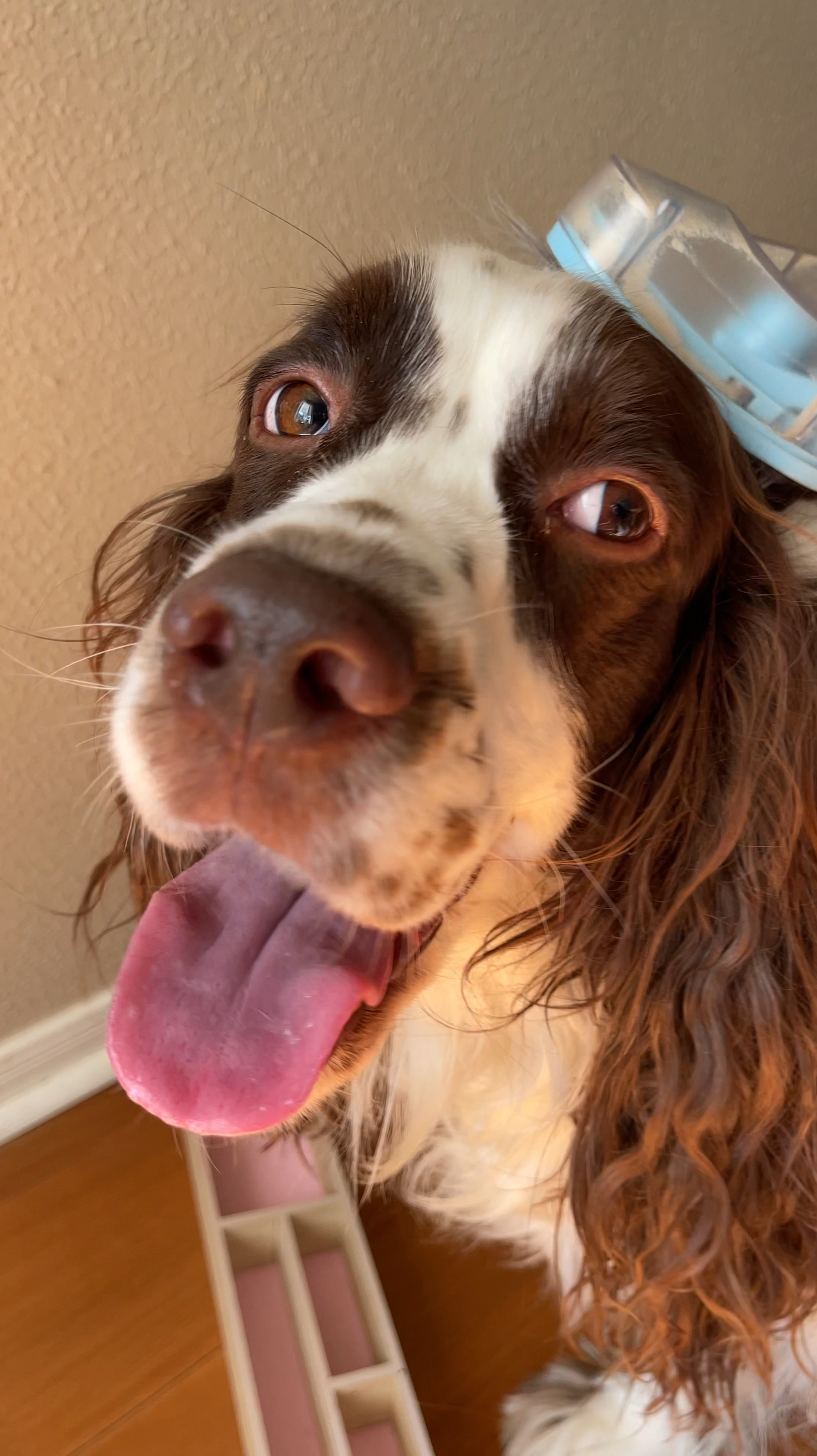 We keep our long haired dog’s coat nice with this pet vacuum and blow dryer combo which vacuums the hair off your pet while brushing or even grooming! 

It’s actually a 7 in 1 - Cat & Dog Hair Vacuum Groomer with Brush, Detangle, Deshed, Trim, Clean, & Dry Attachments - Complete Cat & Dog Grooming Vacuum for Shedding Pets 

There’s a whole suite of attachments to brush, de-tangle and de-mat your puppy. The grooming kit is made to be pet safe, maintaining safe low decibel volume and the heat feature on the dryer does not get too hot. Hank 🐾 loves getting brushed and the gentle yet effective blow dryer. 

This is so handy for pet parents with multiple dogs or one very shaggy one with an undercoat like ours.


#LTKFamily #LTKVideo #LTKHome