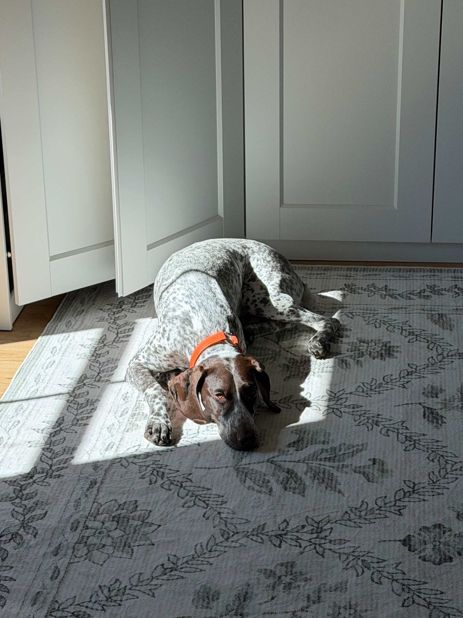 Remi’s current favorite sun spot in my office! We both think this rug is soooo soft and very affordable!