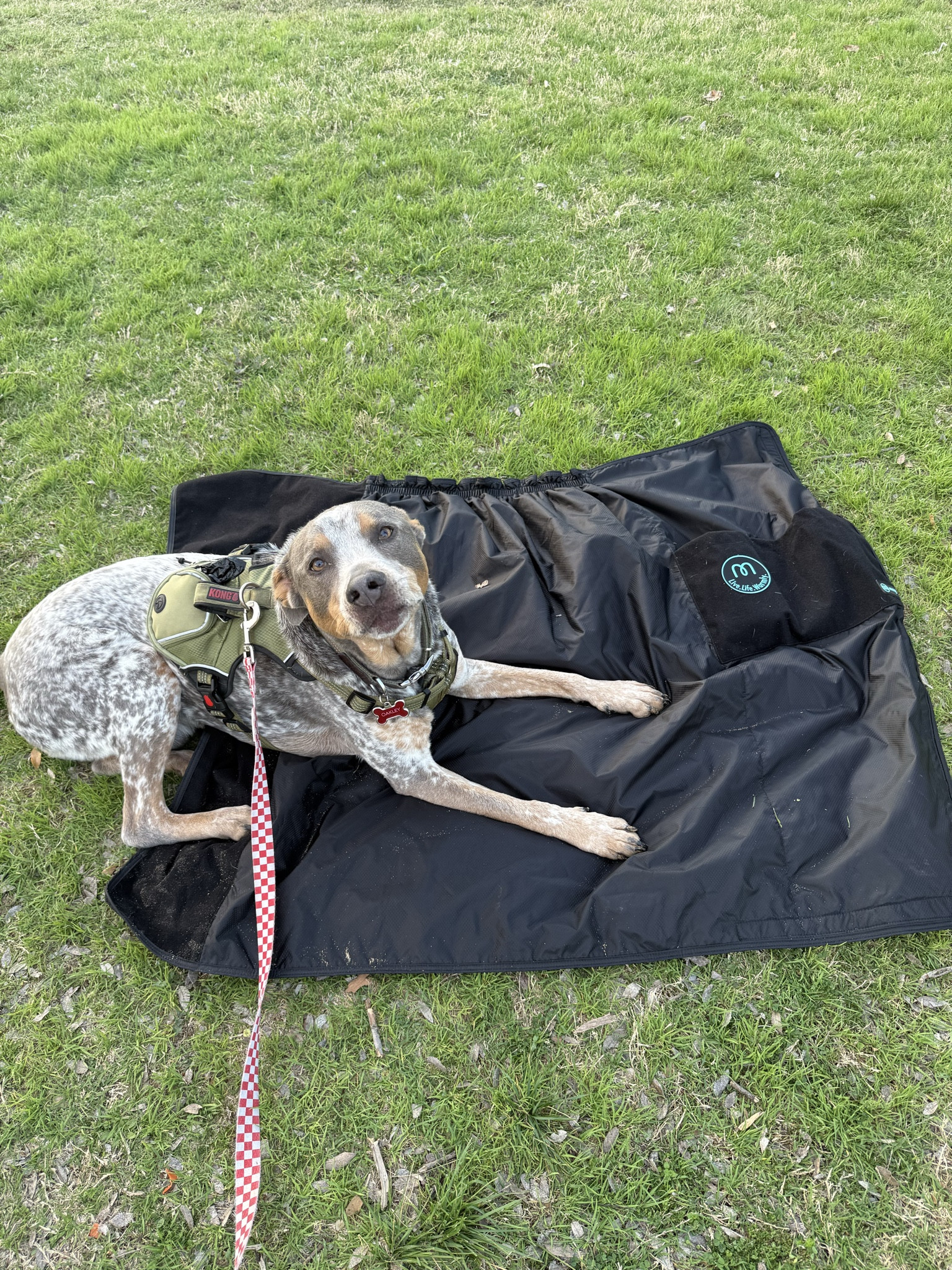 Mozy wearable thermal wrap 

#LTKSeasonal #LTKmomlife #LTKFestival