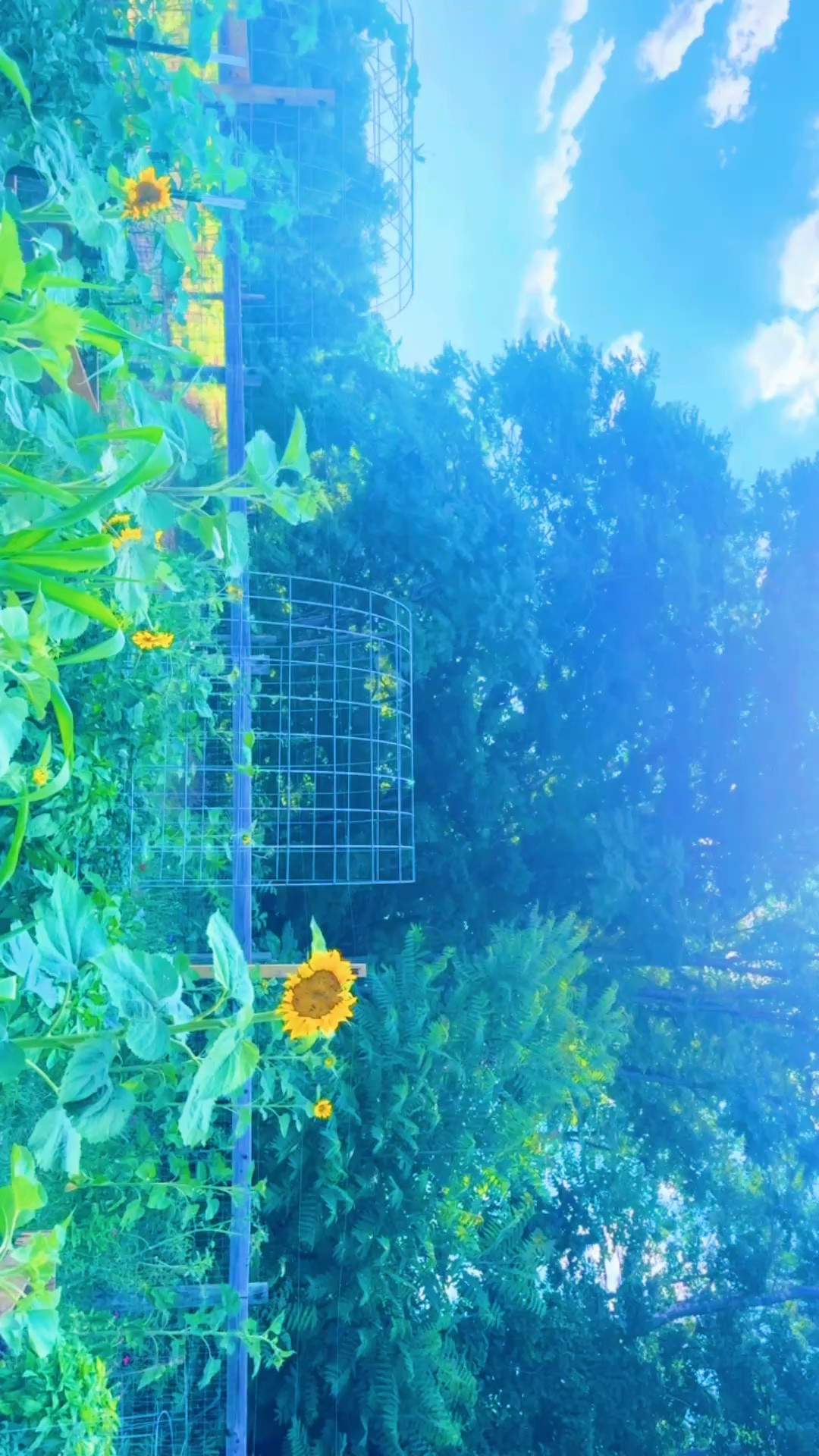 Look at our thriving (!!) garden y’all… I just can’t get over the beauty of it all!!!And soooo many sunflowers 🌻, zinnias 💐, and wildflowers 🌼 popping up everywhere!!! 🌸 Eeek!! 🤭