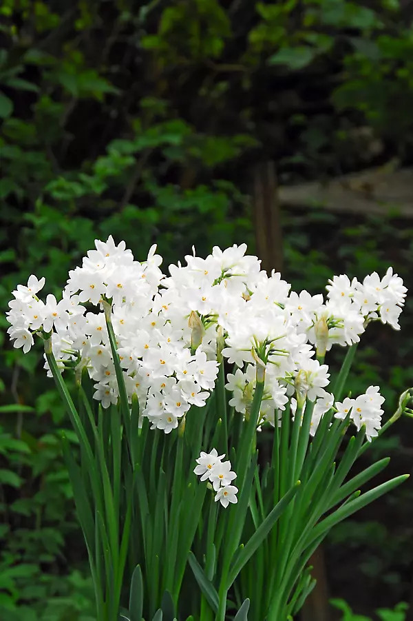 Narcissus ‘Ziva’ Paperwhite Bulbs | Terrain