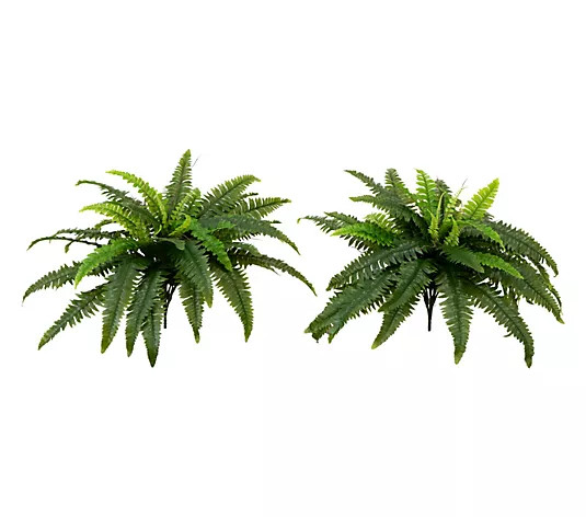 Make Your Selection: Nearly Natural Set of (2() 40" UV Resistant Boston Fern | QVC