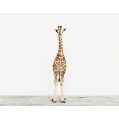 The Animal Print Shop by Sharon Montrose Baby Animals 'Baby Giraffe No.3' by Sharon Montrose  Photographic Print | Wayfair North America