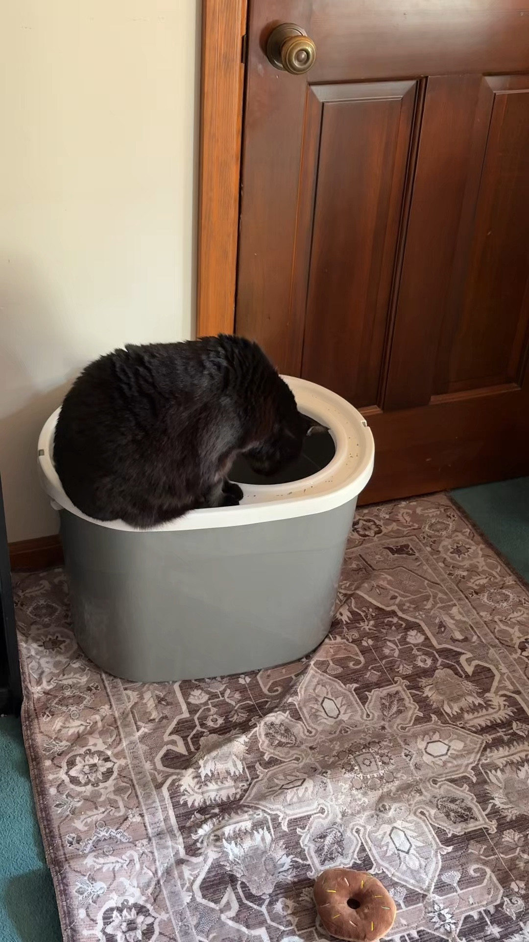 KitKat approved and mess approved this top entry cat litter box has been a game changer for keeping litter where it belongs and off my floors. If you have a cat who tracks litter everywhere, this is the swap you didn’t know you needed. 🐾 

#LTKHome